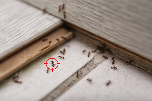 Best Termite Control Services  in Lyman, MS